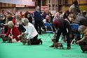 Crufts2011_2 1556